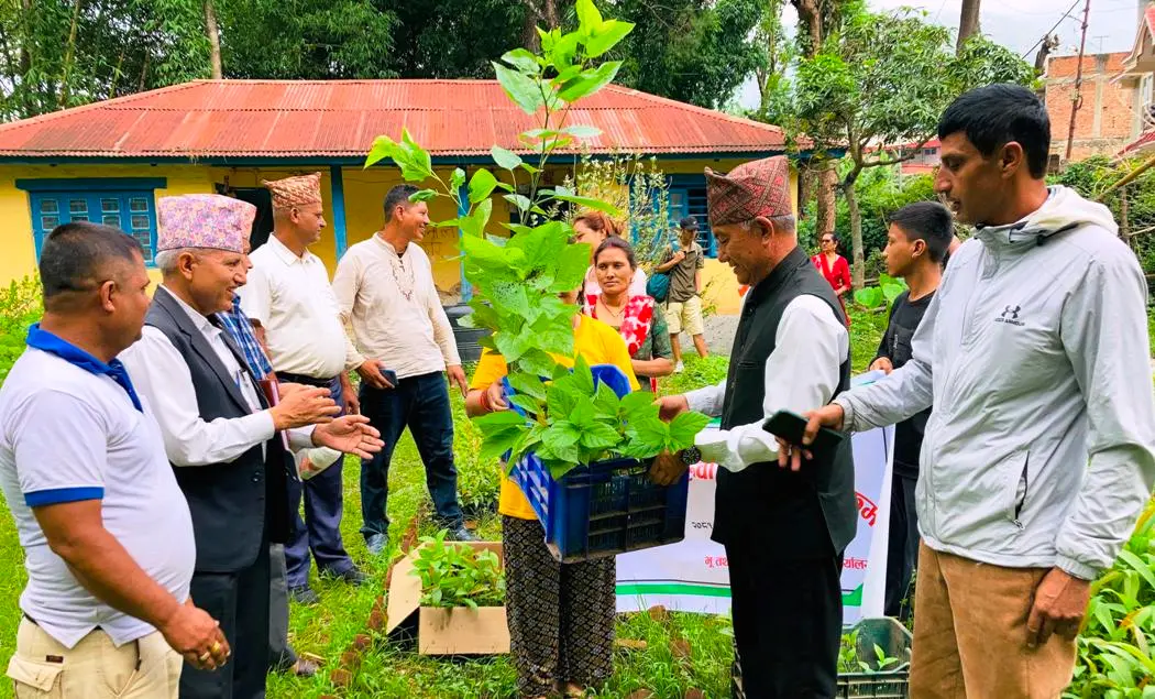 चार जिल्लाका किसानलाई निःशुल्क रुपमा ६७ हजार डालेघाँसका विरुवा वितरण